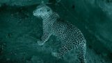 Een luipaard ontmoet een pasgeborene wilde zwijn