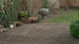 一隻貓和一隻狐狸在花園裡玩