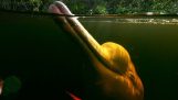 Că delfinii vânătoare în Amazon