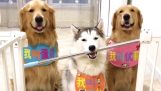Три кучета и пръчка
