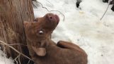 Resgatar um cão vadio temido do frio
