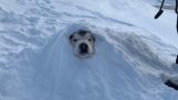 बर्फ के नीचे कुत्ता