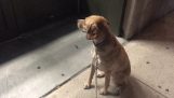 The reaction of a dog in front of a closed pet shop