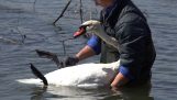 Help a swan tangled in fishing line