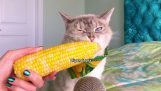 Μια γάτα τρώει καλαμπόκι σε ASMR
