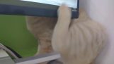 Cat se snaží poškrábaný za projekční plátno