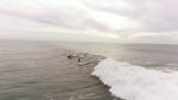 Surfing along with dolphins