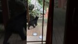 Μια αρκούδα κλέβει το φαγητό του σκύλου