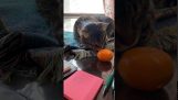 A cat meets a tangerine