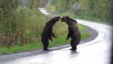 这两个野生灰熊决斗