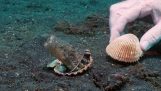 Potápač má nový domov v chobotnice