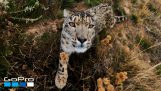 Hvit leopard møter et GoPro-kamera
