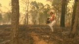 आग की लपटों से एक कोआला के बचाव