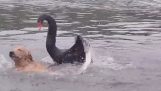 Swan angriper hund