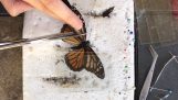 Μεταμόσχευση φτερού σε μια πεταλούδα