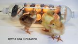 Costruzione di un incubatore di fortuna uovo
