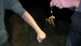 Τουρίστες παίζουν με ένα εξαιρετικά δηλητηριώδες χταπόδι (Αυστραλία)
