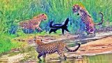 Three leopards against a honey badger