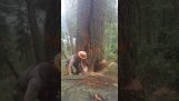 伐木工人试图从树上逃脱