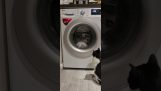एक कपड़े धोने की मशीन के सामने एक बिल्ली