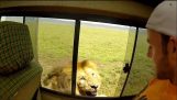 Turist safari aslanı yatıştırmaya çalışır