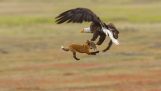 Αετός κλέβει το γεύμα μιας αλεπούς