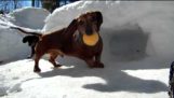 Playing Hockey With Cute Dachshund Dogs