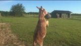 Donkey plays with an exercise ball