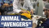 Veteranos usam impressão 3D para salvar vidas de animais