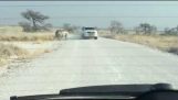 Crazy rhino attacks a car!!!