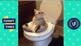 Смешни Котки Компилация 2016 – Най-смешно котка видео някога || Забавни лозя