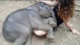 Spící dítě slon