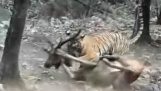 En tiger angriber en hjort (Indien)