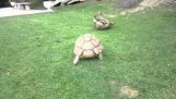 schildpad helpt een vriend die wordt omgedraaid…..