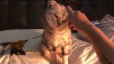 Pisica scutură mâna cu proprietarul
