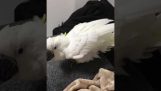 Small Bird Hides in Bigger Bird’s Wings