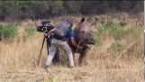 Filming Up Close And Personal With A Rhino!