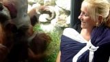 Orangotango quer ver o bebê
