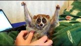 The truth behind the slow loris pet trade