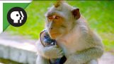 Maymunlar Halk Belongings for Food Ticarette çalmak