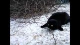 القط يكتشف الثلج