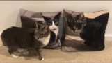 Um gato reage a imagens de gatos em travesseiros