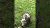 Bambino Opossum andare per un giro