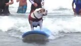 Cão de surf