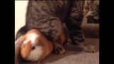 Cat is not thrilled about sharing a bed with his guinea pig pal