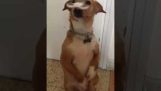 Un perro hace girar una ruleta en la nariz