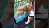 Dieser Hund will nur ein Sandwich