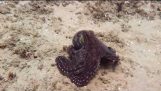 Octopus swims and changes color to hide