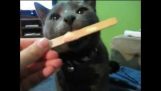 Cats Got Brain Freezed Funny Compilation