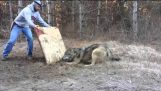 Hunters rescued wolf who caught up in the snare